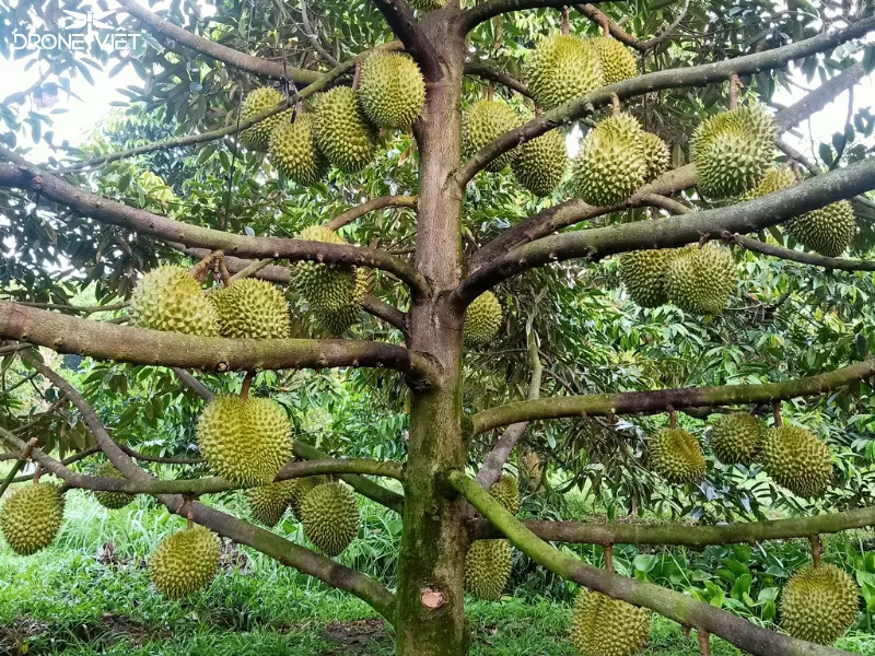 Cây sầu riêng Thái