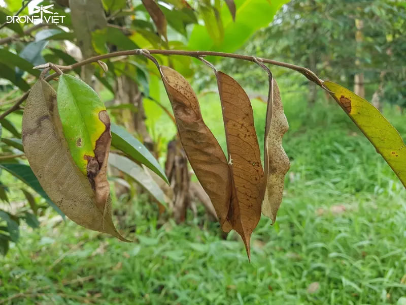 Lá sầu riêng bị rụng trên cây