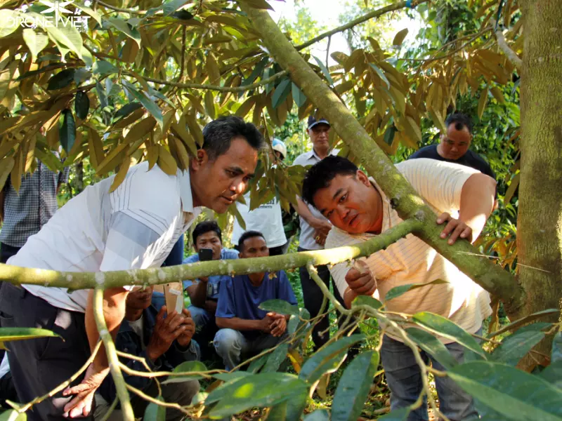 Biện pháp phòng ngừa bệnh rụng lá sầu riêng