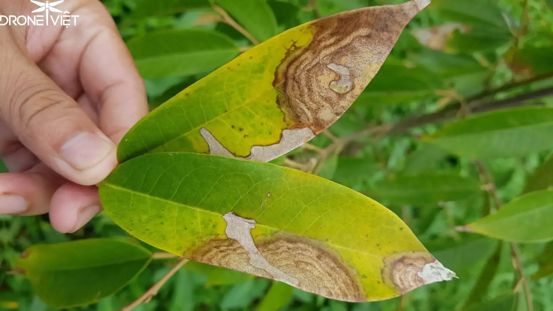 Bệnh cháy là trên cây sầu riêng mới trồng