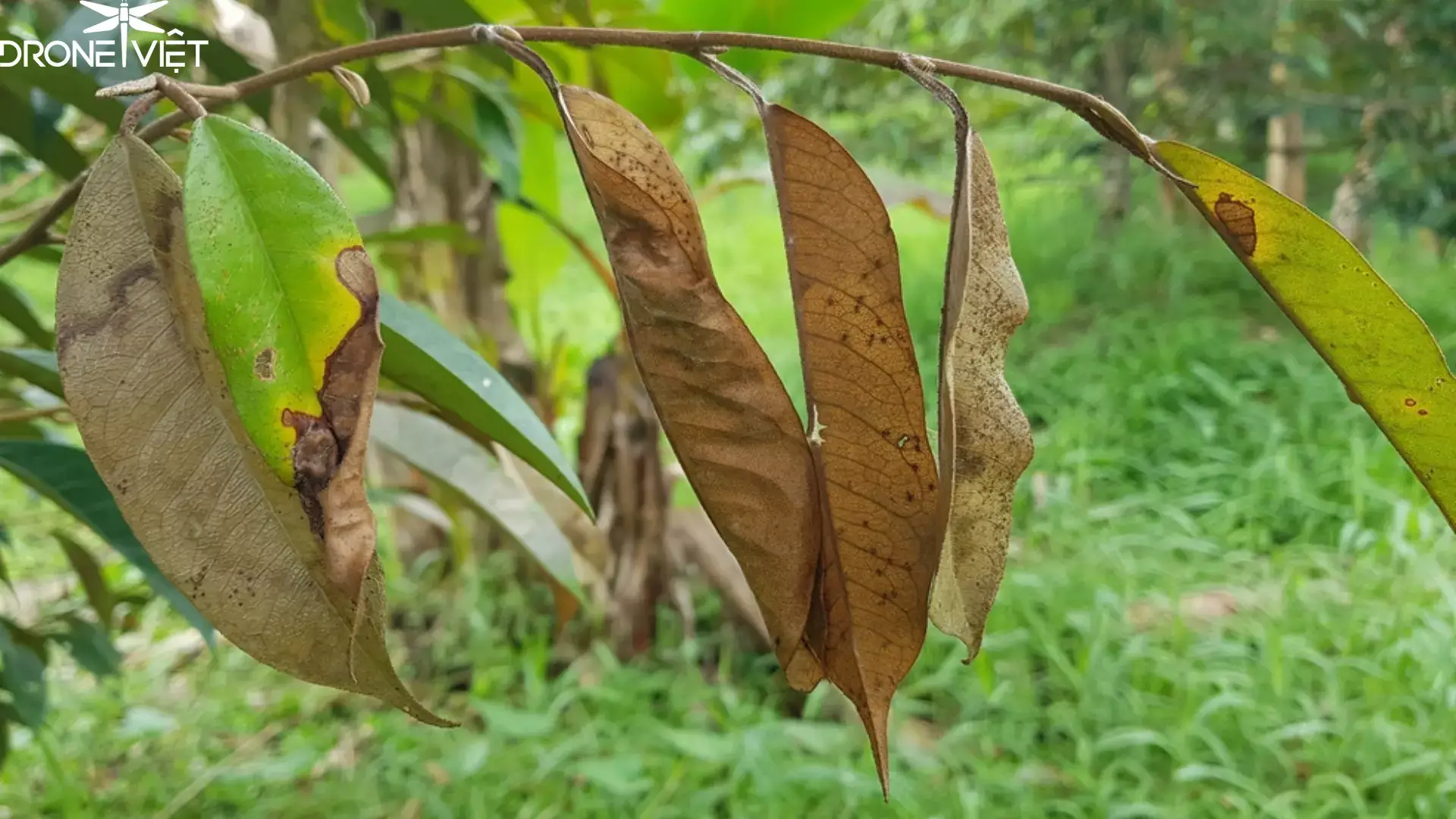 Dấu hiệu của bệnh cháy lá ở sầu riêng