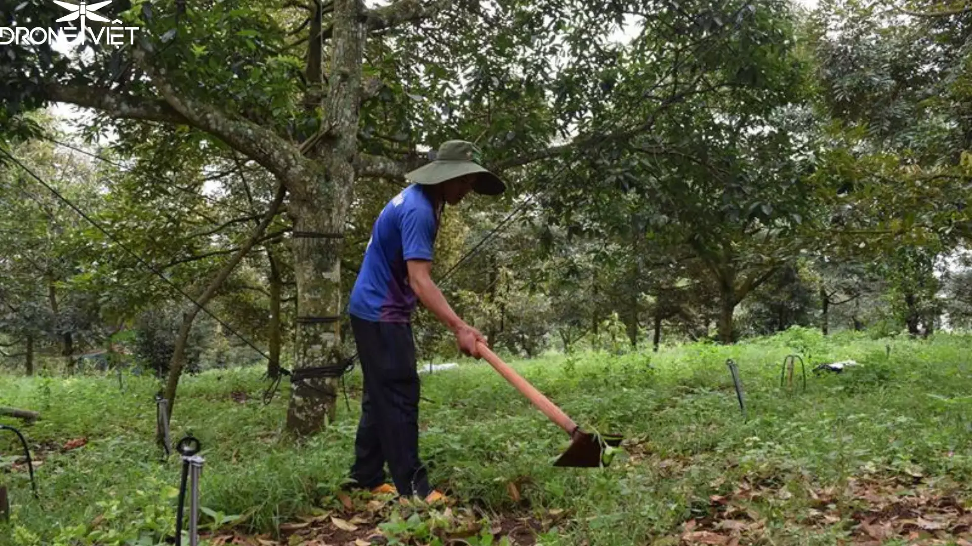 Canh tác cho cây sầu riêng