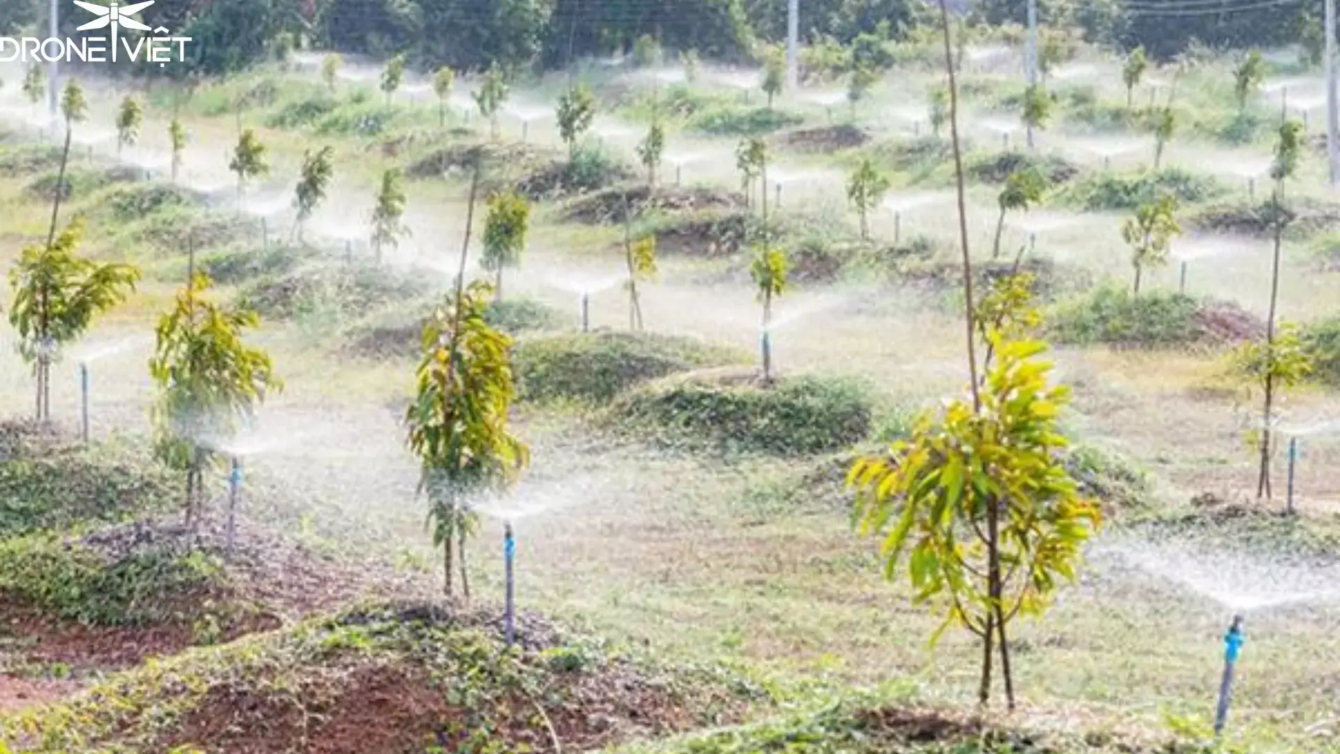 Hệ thống phun thuốc cho cây sầu riêng mới trồng