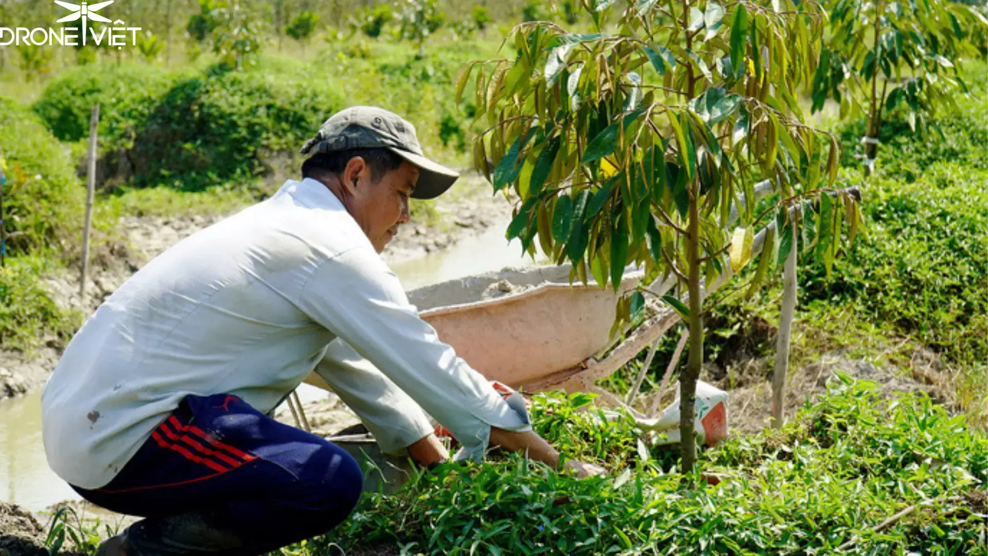 Phòng trị bệnh cho cây sầu riêng