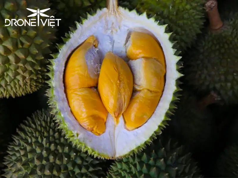 Sầu riêng Musang King