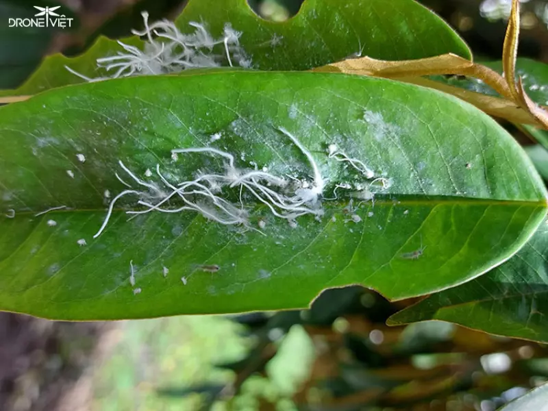 Nguyên nhân gây ra bệnh phấn trắng