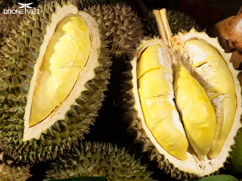 Trái sầu riêng Musang King