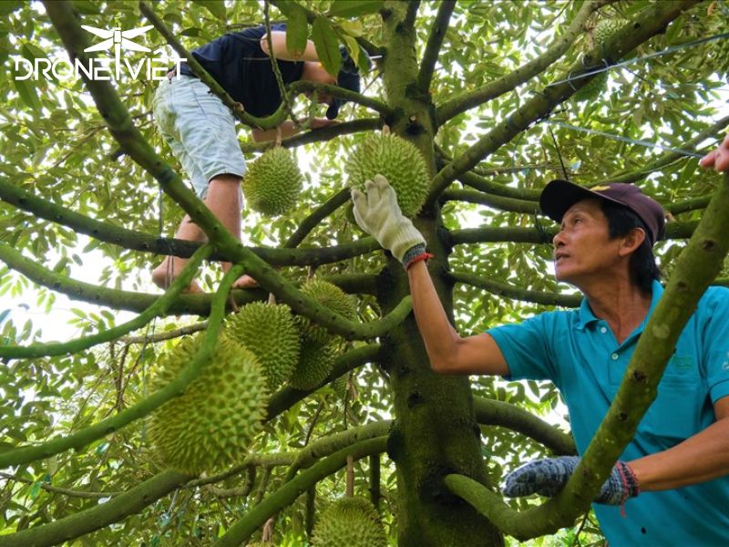 Thời điểm thu hoạch sầu riêng