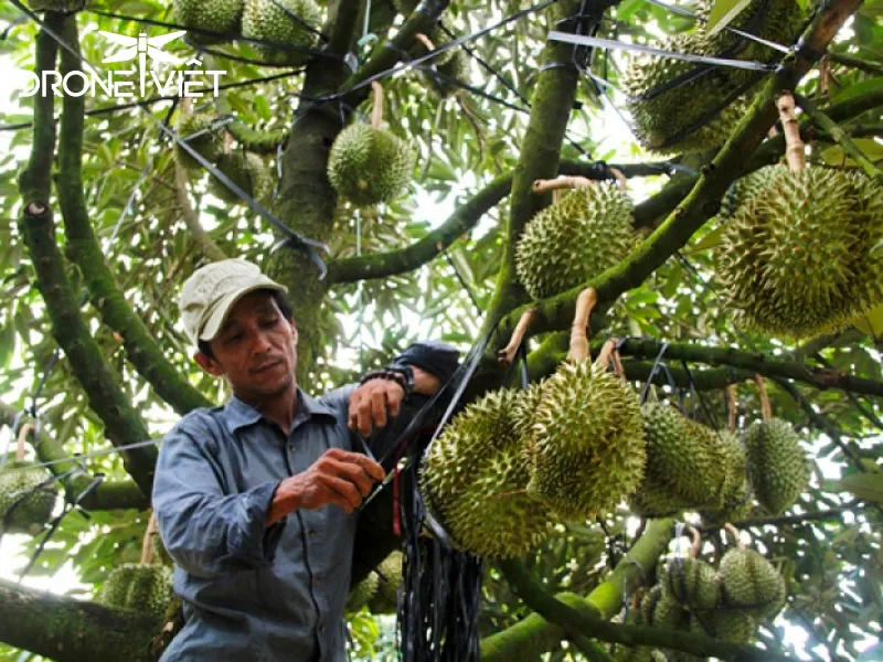 Đặc điểm sầu riêng Monthong