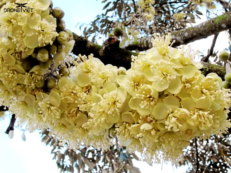 Hoa sầu riêng Black Thorn