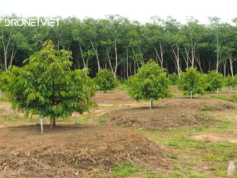 Kỹ thuật trồng sầu riêng Black Thorn