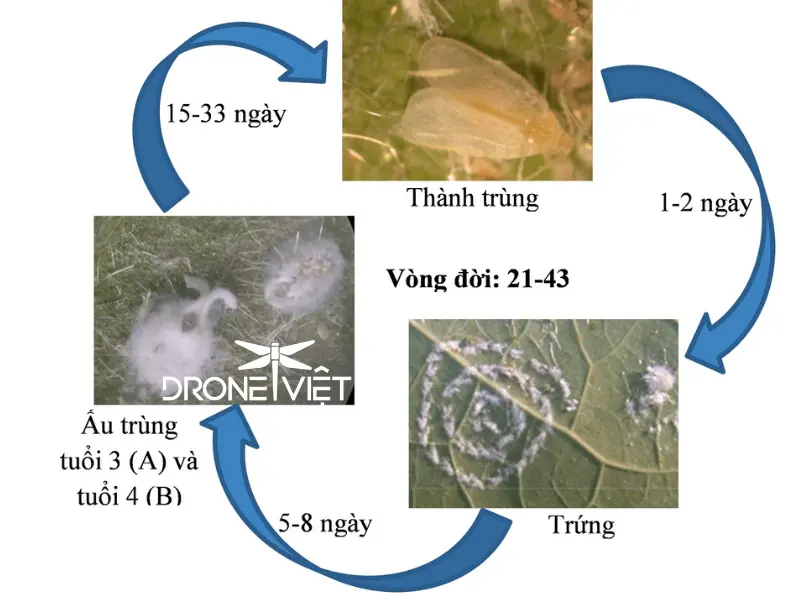 Đặc điểm nhận biết rầy phấn trắng