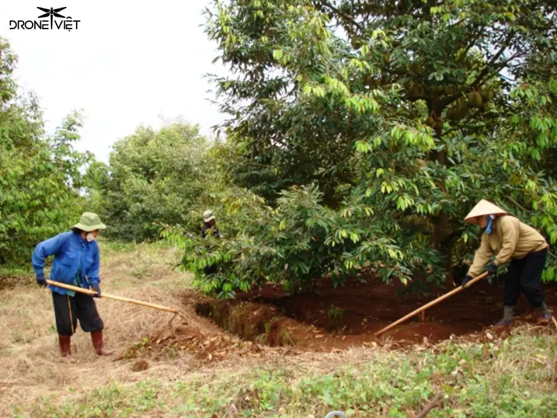 Hướng dẫn bón lót cho cây sầu riêng